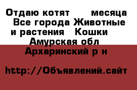 Отдаю котят. 1,5 месяца - Все города Животные и растения » Кошки   . Амурская обл.,Архаринский р-н